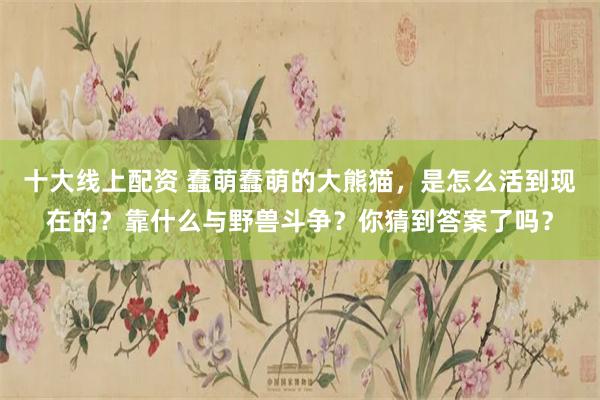十大线上配资 蠢萌蠢萌的大熊猫，是怎么活到现在的？靠什么与野兽斗争？你猜到答案了吗？
